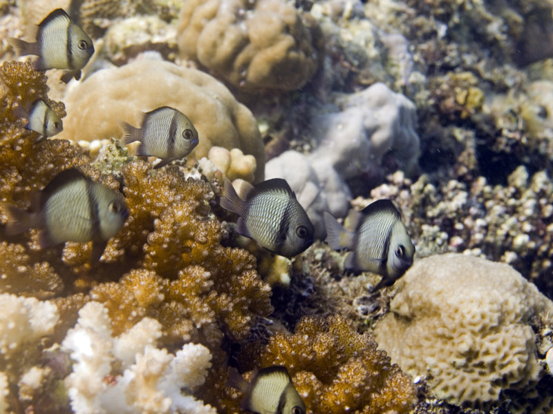 Fish, Mabul, Stingray City